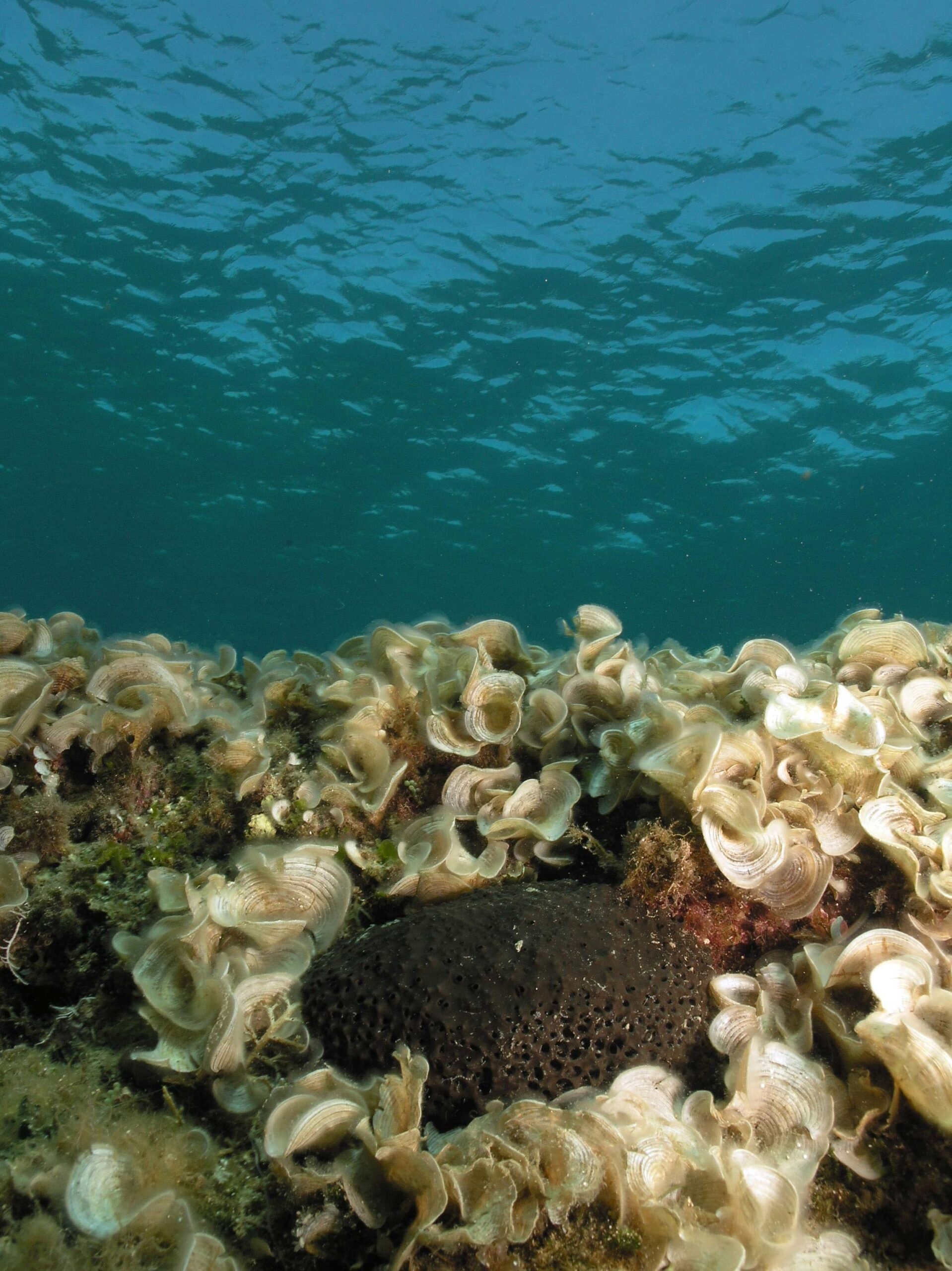 cretaquarium educational programs