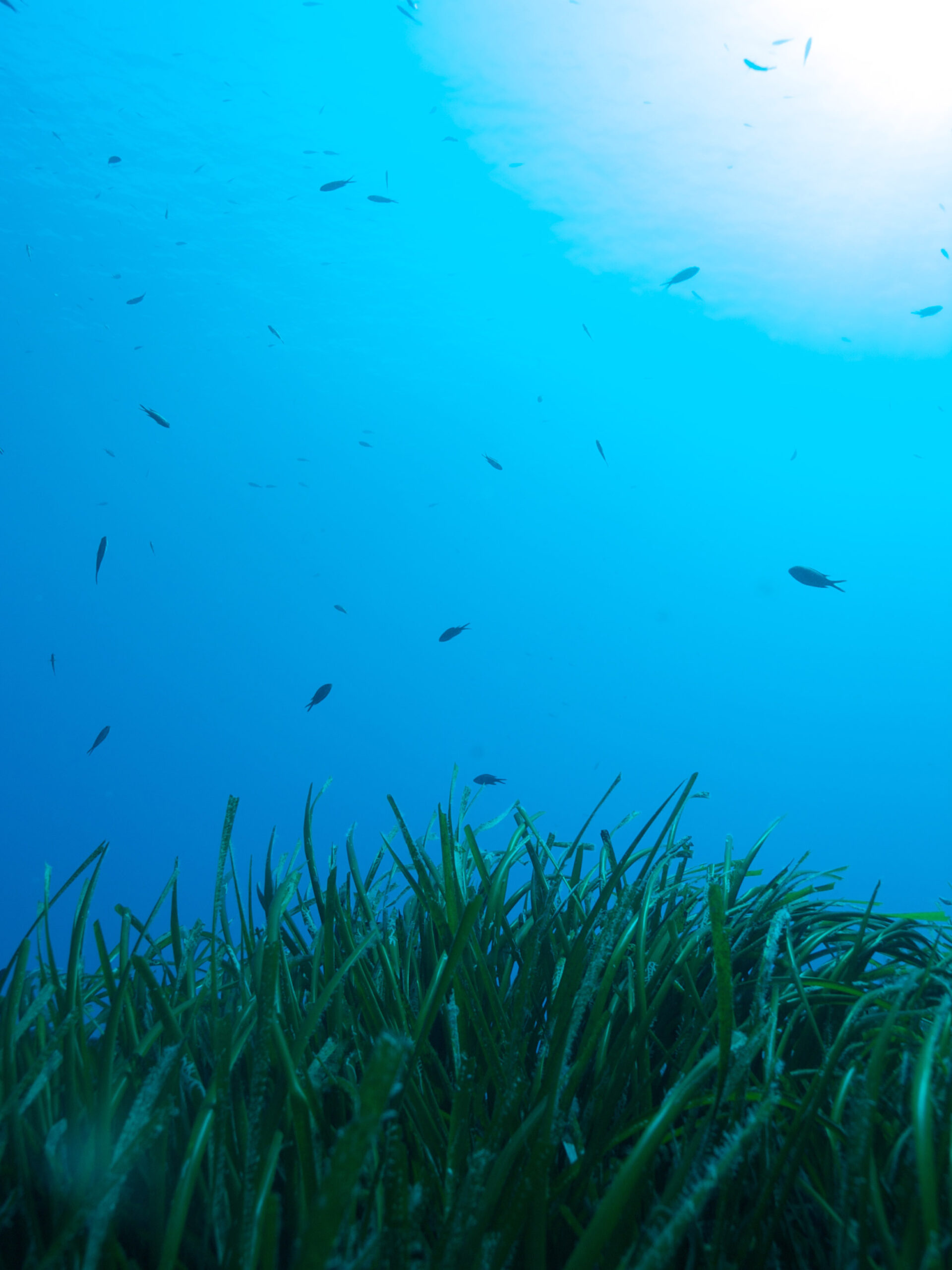 cretaquarium educational programs