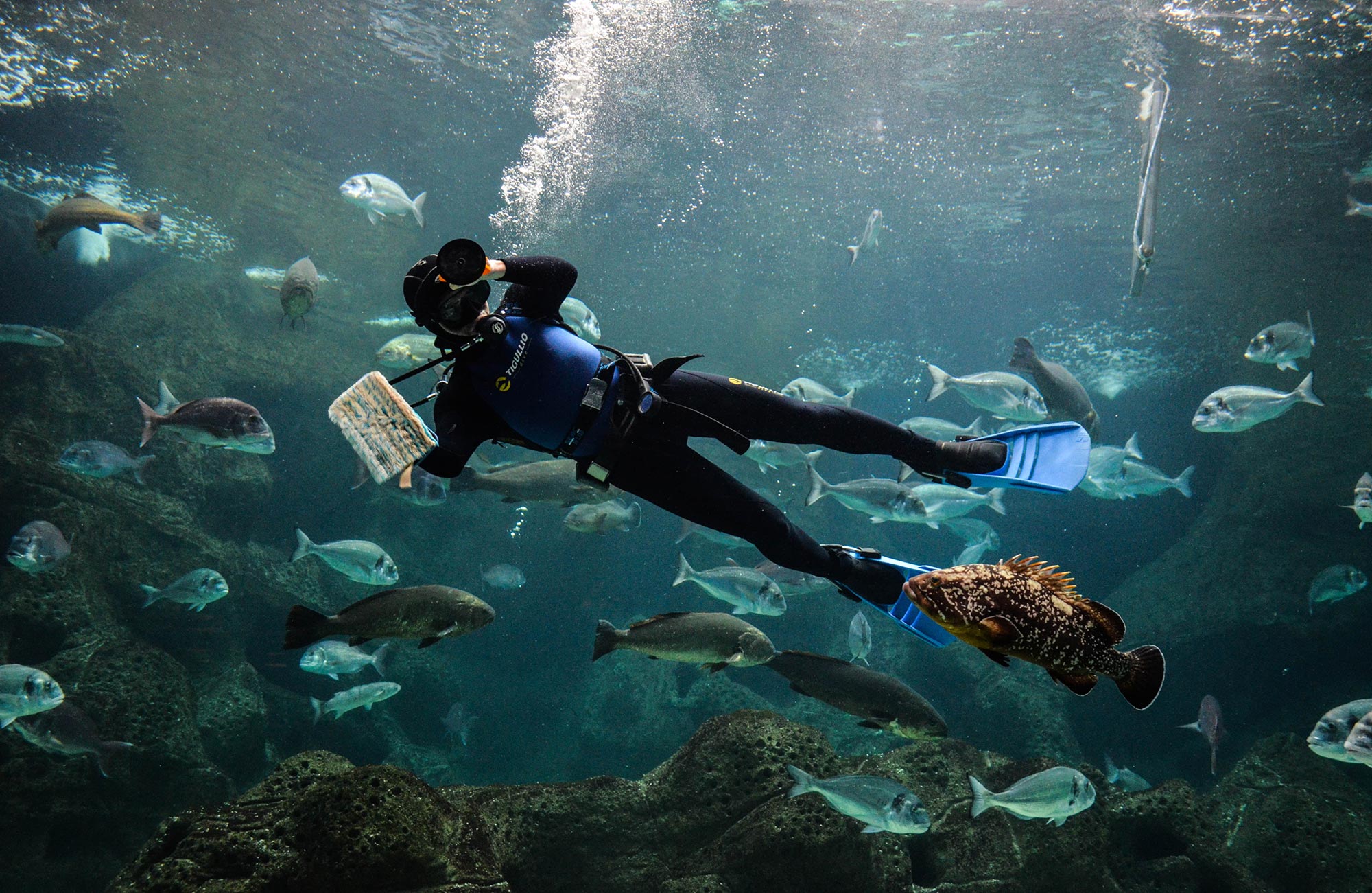 cretaqurium aquarium crete behind the scenes