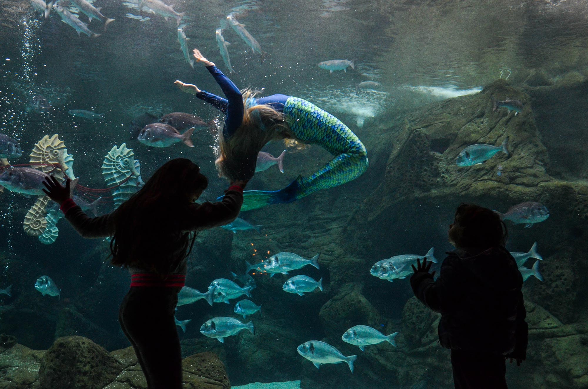 cretaqurium aquarium crete visit opening hours