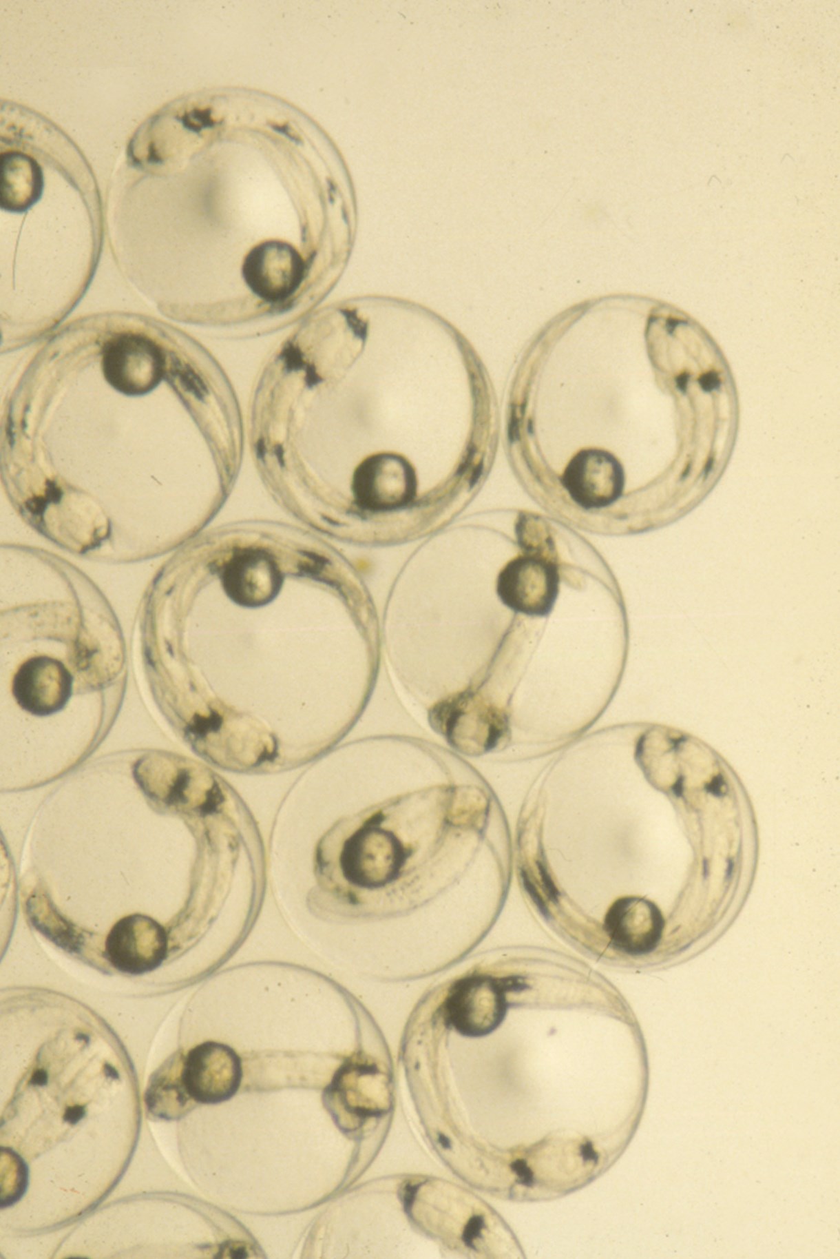 cretaquarium image gallery marine research