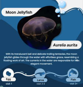MOONJELLY