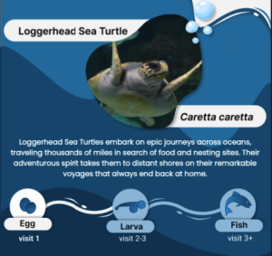 fishidcaretta
